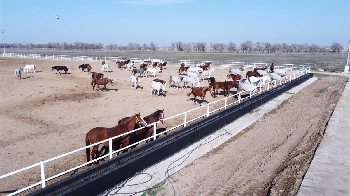 TİGEM’de 120 Safkan Arap Tayı satışa çıkacak 6